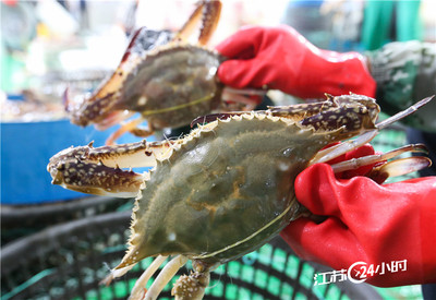 分揀鮮活梭子蟹 農產品標準化與質量控制的關鍵環(huán)節(jié)